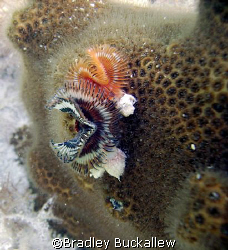 Star Horseshoe Worms, Florida Keys by Bradley Buckallew 